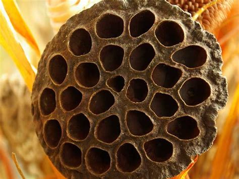 nasty holes|Trypophobia: Triggers, Causes, Treatment, and More .